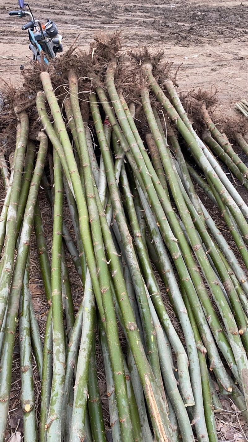 专业种植竹柳多年！2-10公分竹柳量大出售！