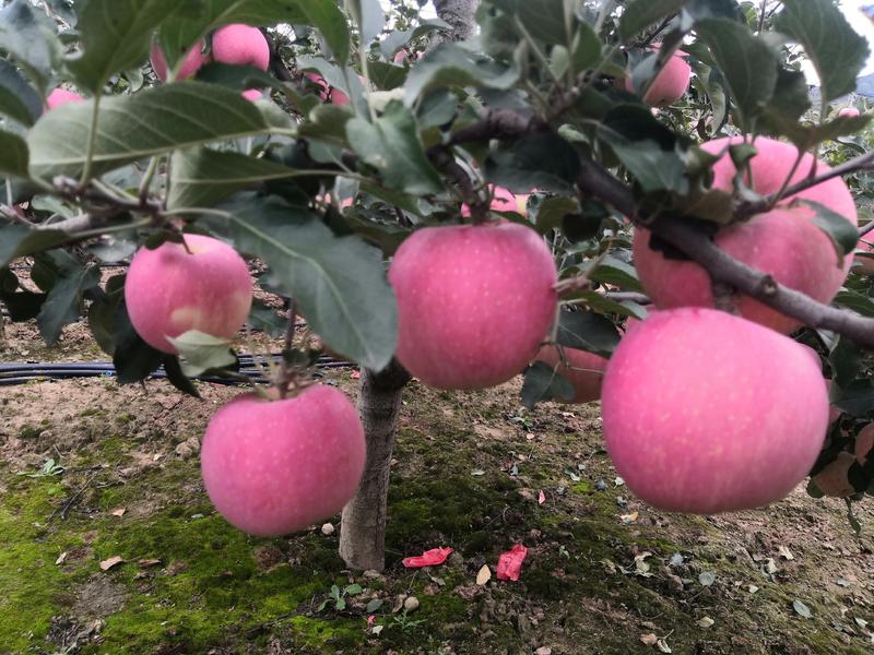水晶红富士苹果产地供应。。。。。。。。。。