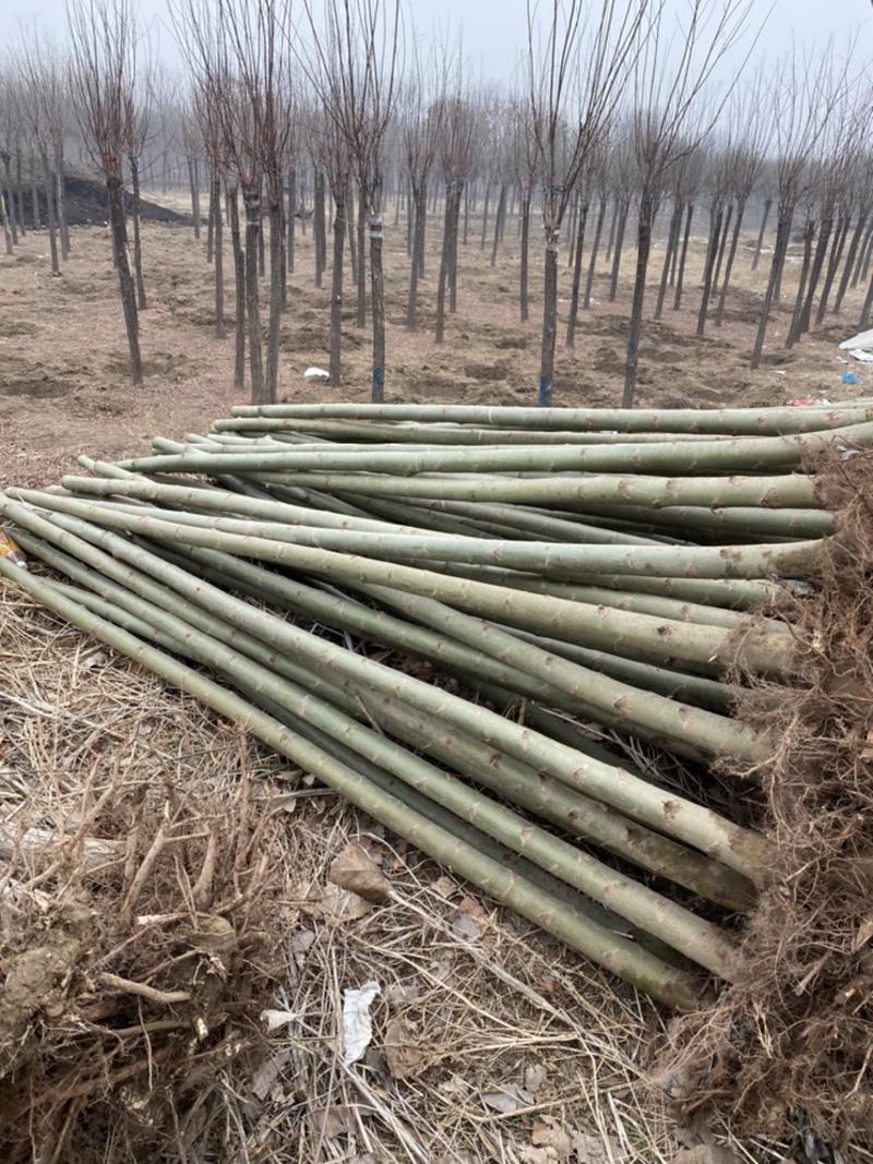 专业种植竹柳多年！2-10公分竹柳量大出售！