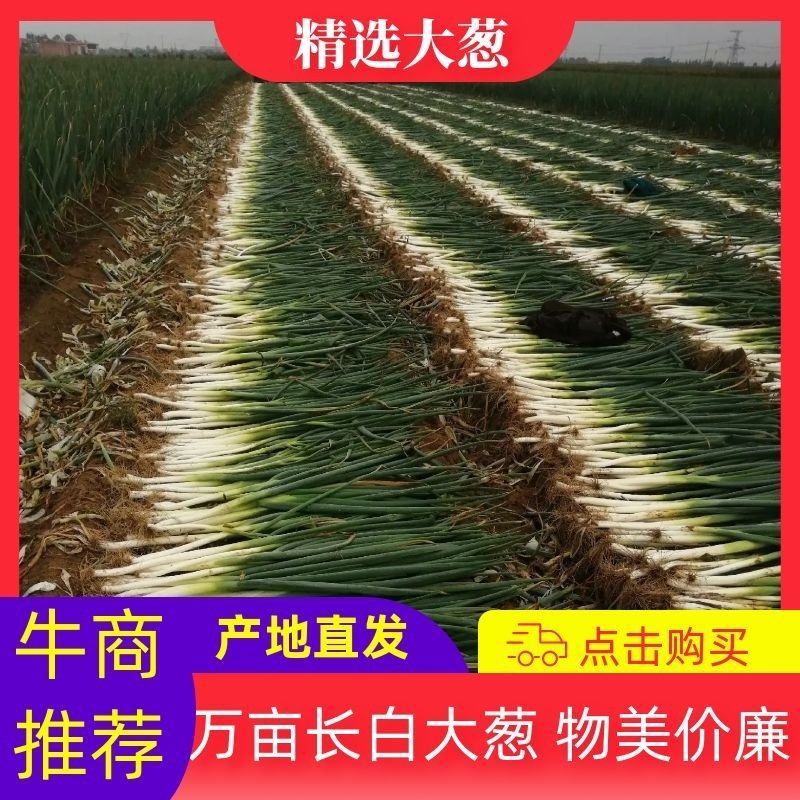 【推荐】邢台长白大葱上万亩产地直供物美价廉品质好欢迎采购