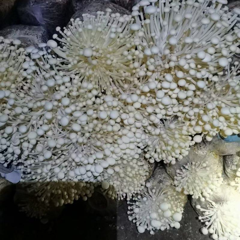 金·金针菇菌包