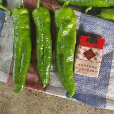 精品薄皮泡椒，大量上市中货源充足，产地直供，专业代收代发
