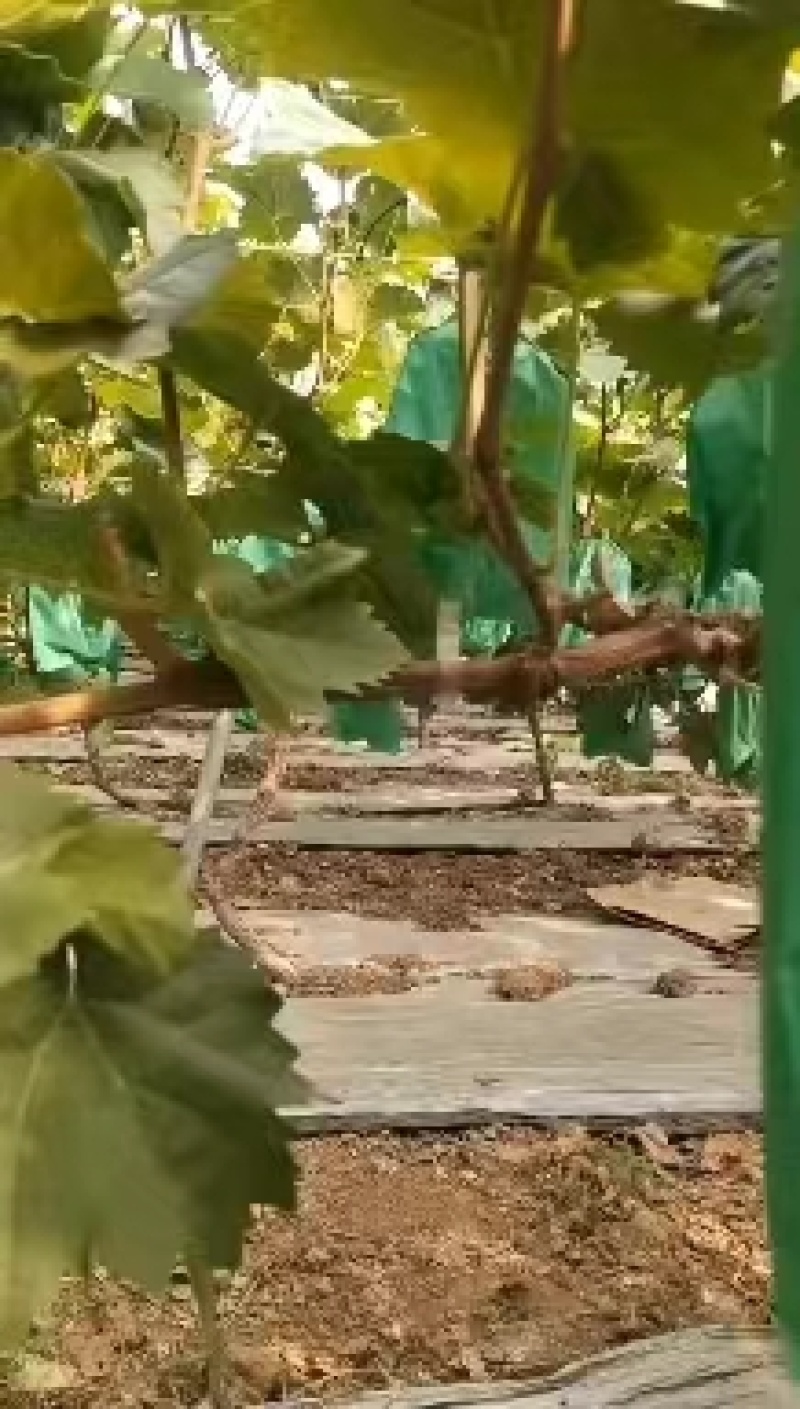 阳光玫瑰葡萄大量供应可一件发可对接商超欢迎考察