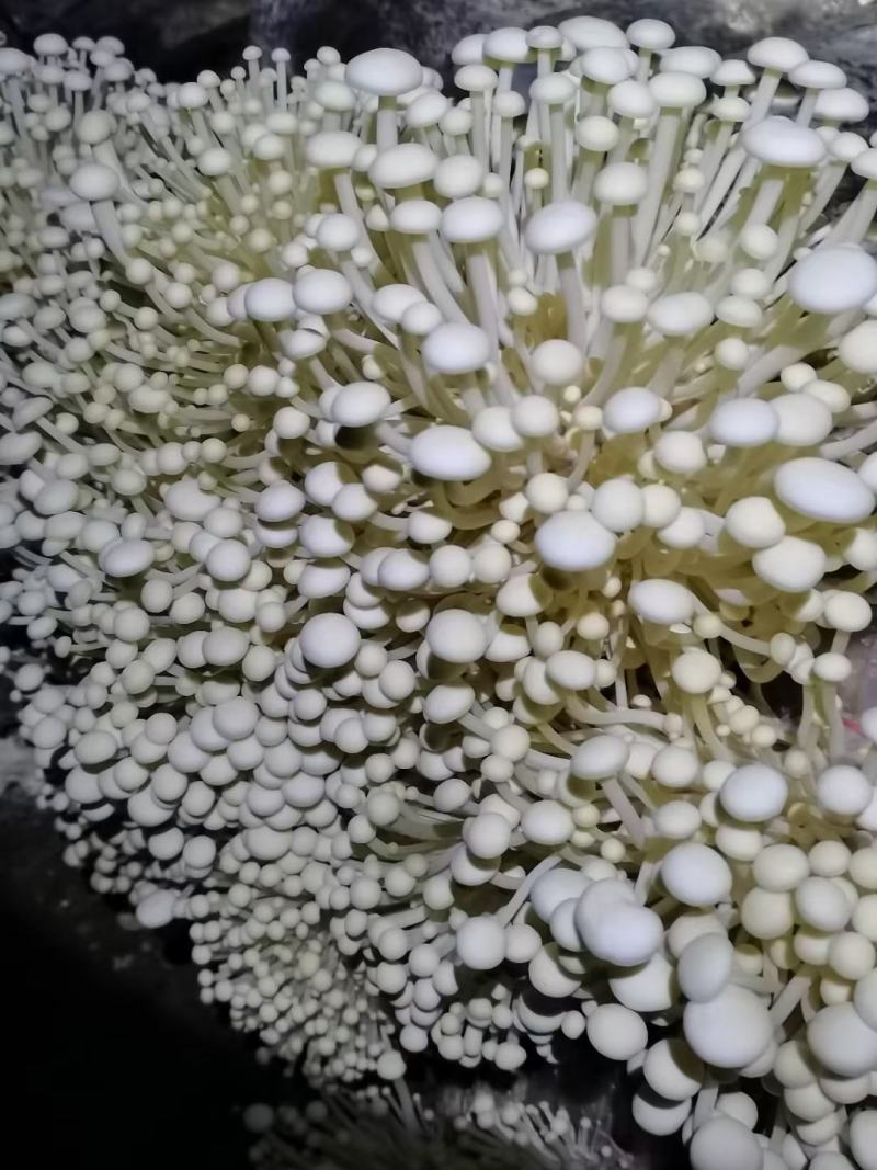 金·金针菇菌包