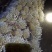 金·金针菇菌包