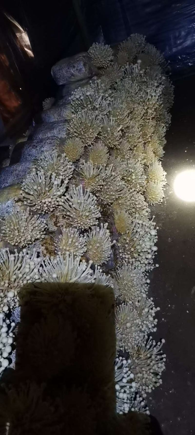 金·金针菇菌包