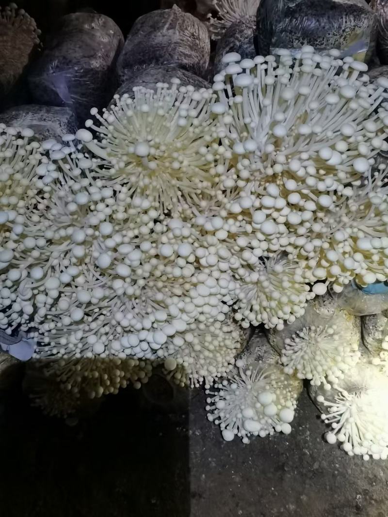 金·金针菇菌包