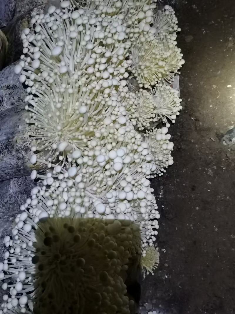 金·金针菇菌包
