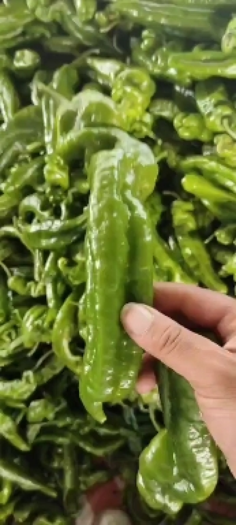 精品薄皮泡椒，大量上市中货源充足，产地直供，专业代收代发