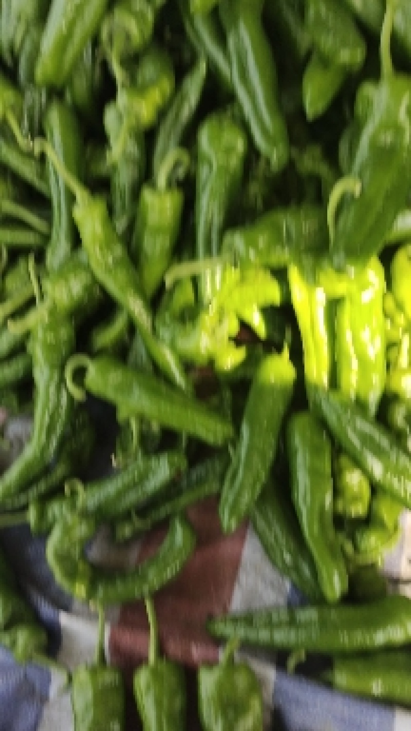 精品薄皮泡椒，大量上市中货源充足，产地直供，专业代收代发
