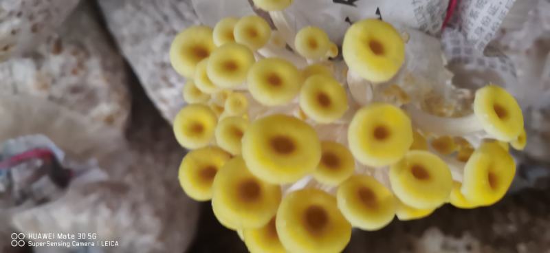榆黄菇菌包