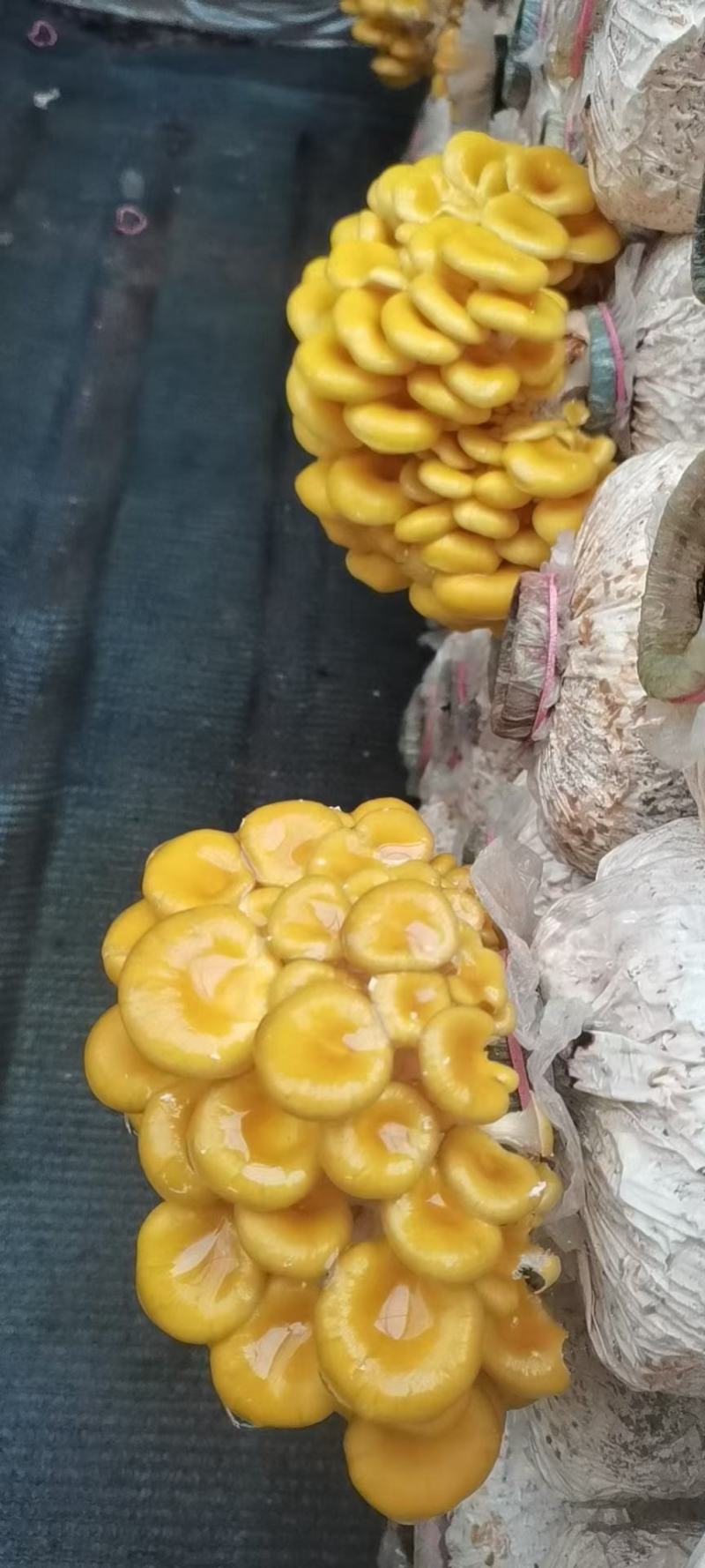 榆黄菇菌包