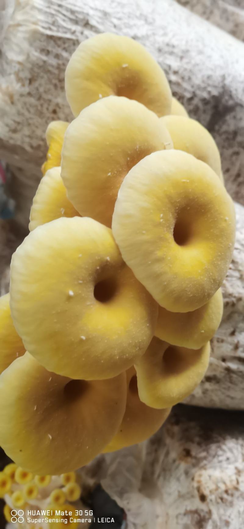 榆黄菇菌包