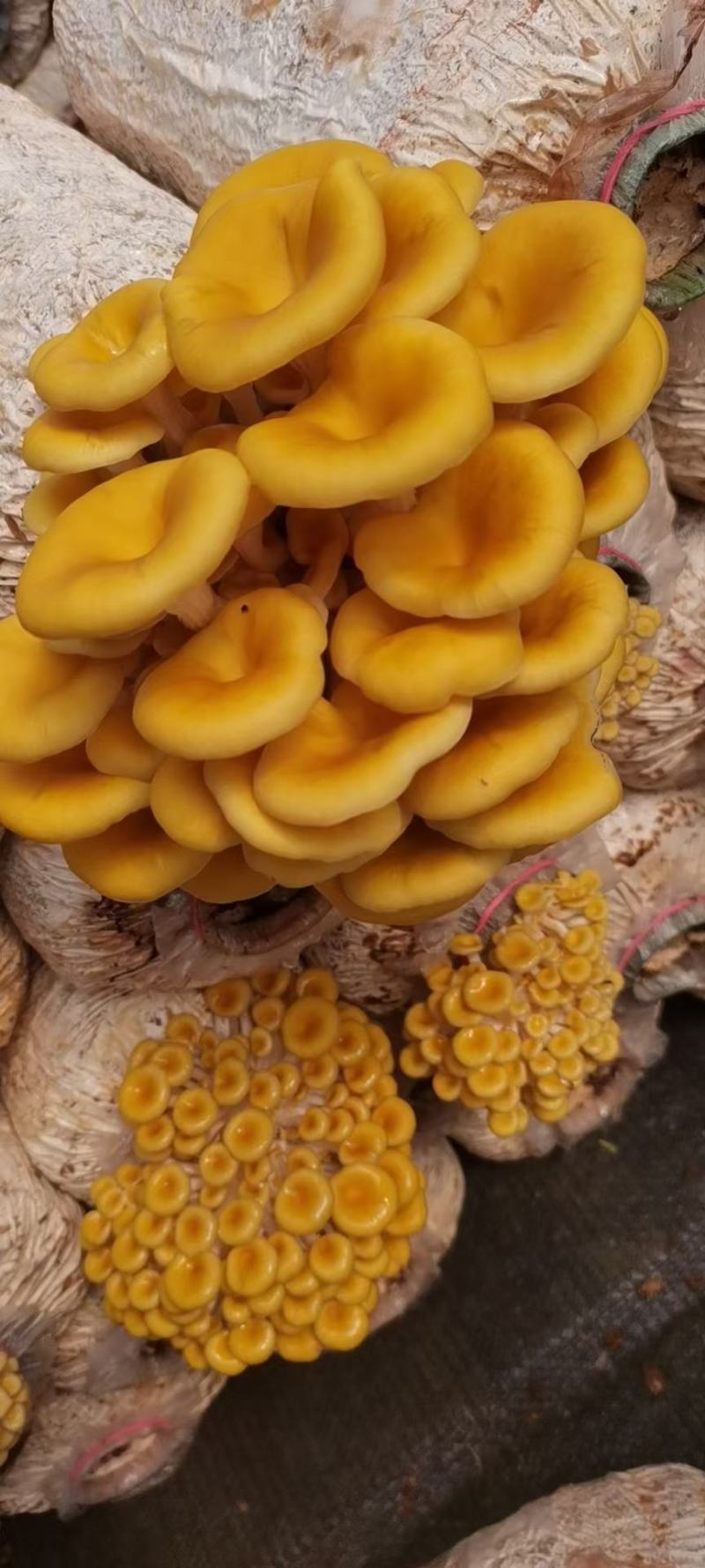 榆黄菇菌包