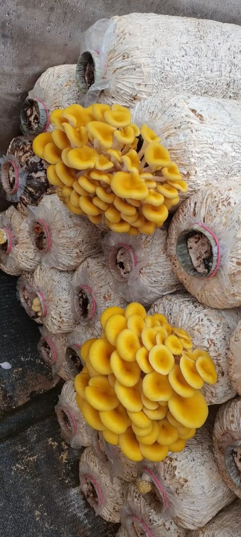 榆黄菇菌包