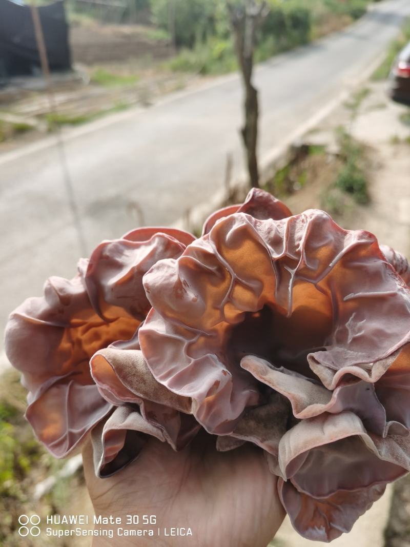 红木耳菌包