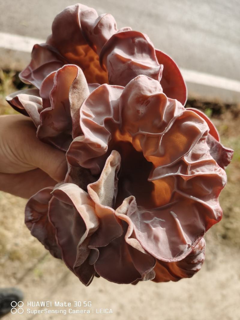 红木耳菌包