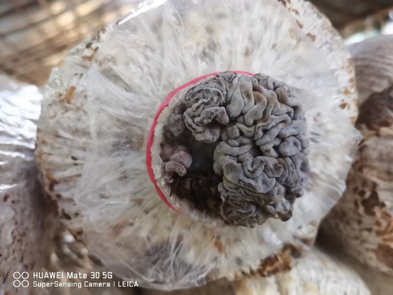红木耳菌包