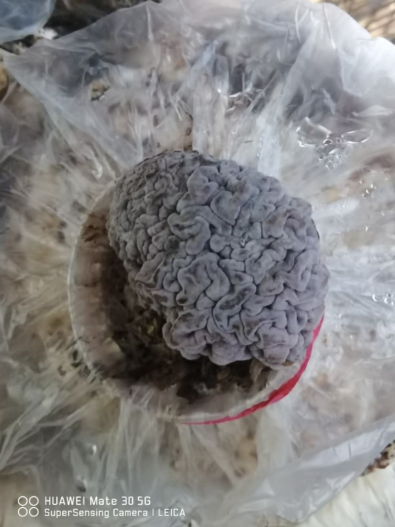 红木耳菌包