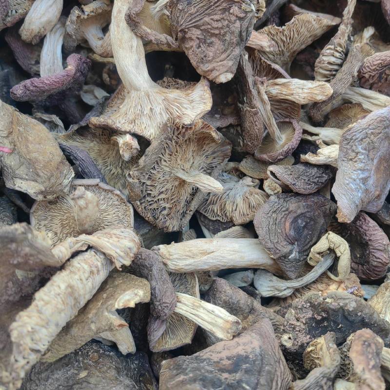 云南野生梨菇青头梨菇手工挑选