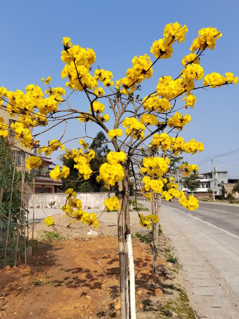 多花黄花风玲木