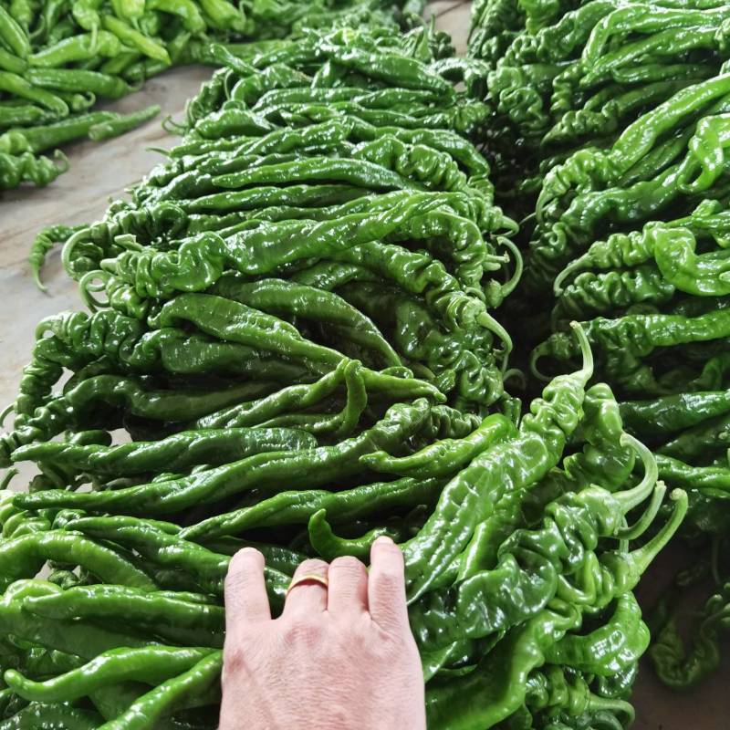 【精品】螺丝椒现已上市了，质量很好，货源充足欢迎合作
