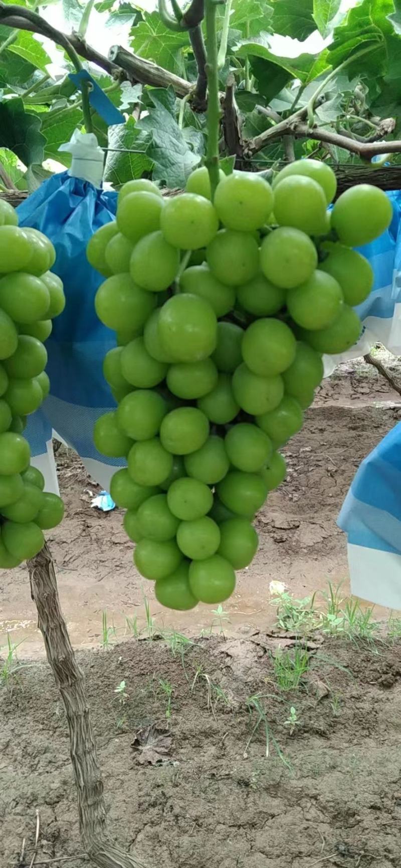 阳光玫瑰