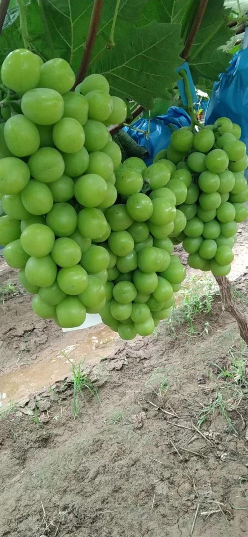 阳光玫瑰