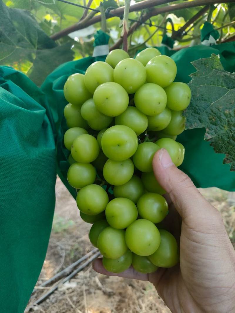 阳光玫瑰