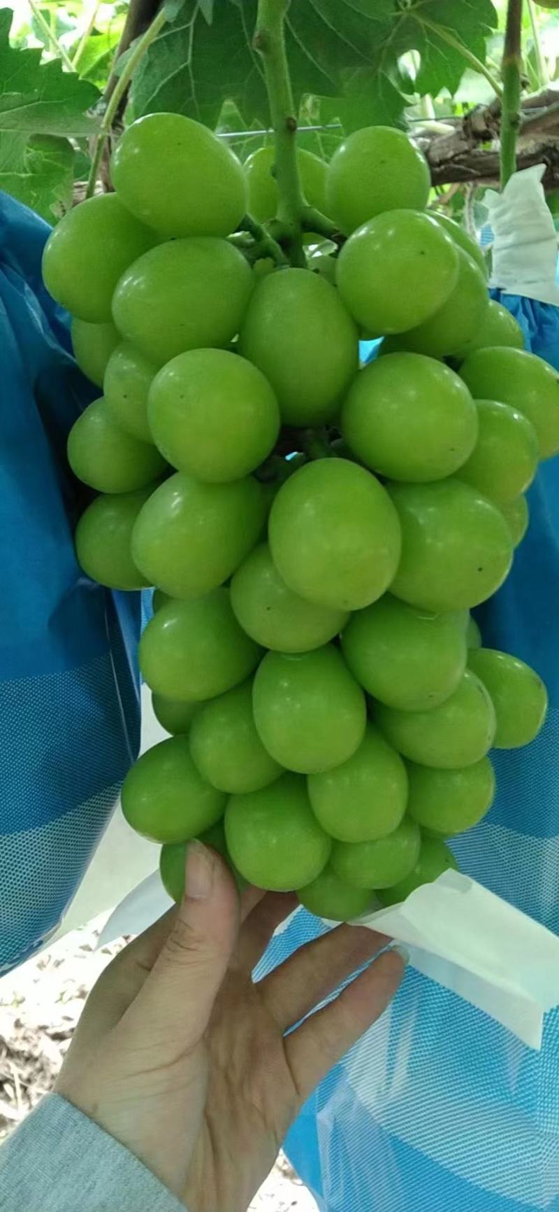 阳光玫瑰