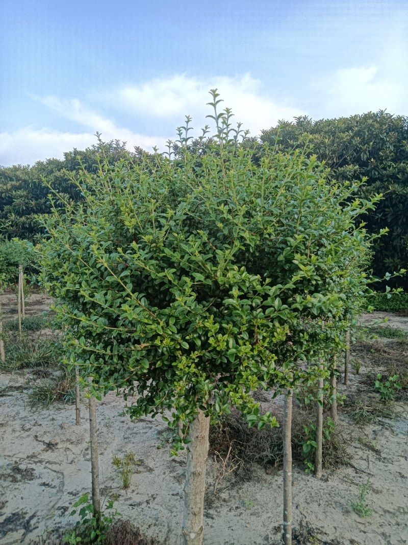 川滇蜡棒棒糖