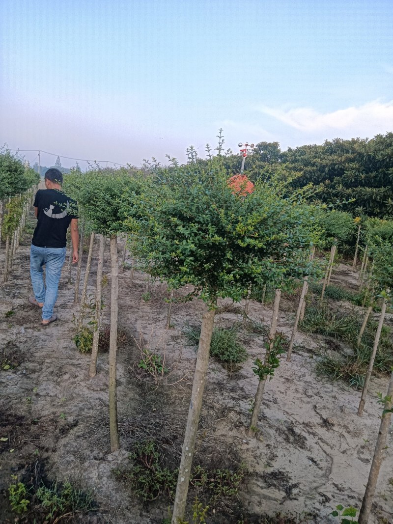 川滇蜡棒棒糖