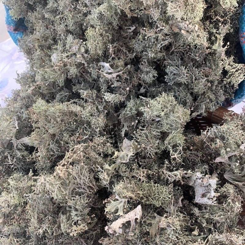 云南野生树花菜凉拌口感好