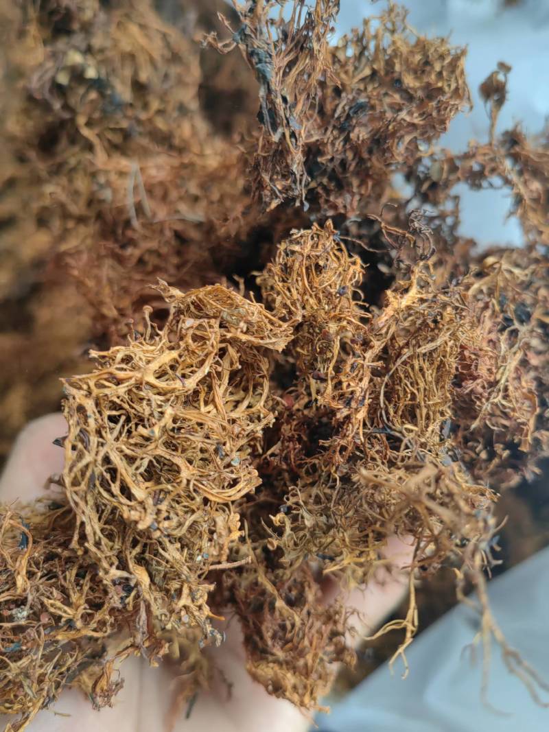 云南野生树花菜凉拌口感好