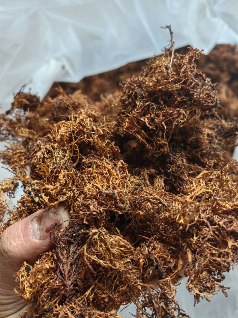 云南野生树花菜凉拌口感好
