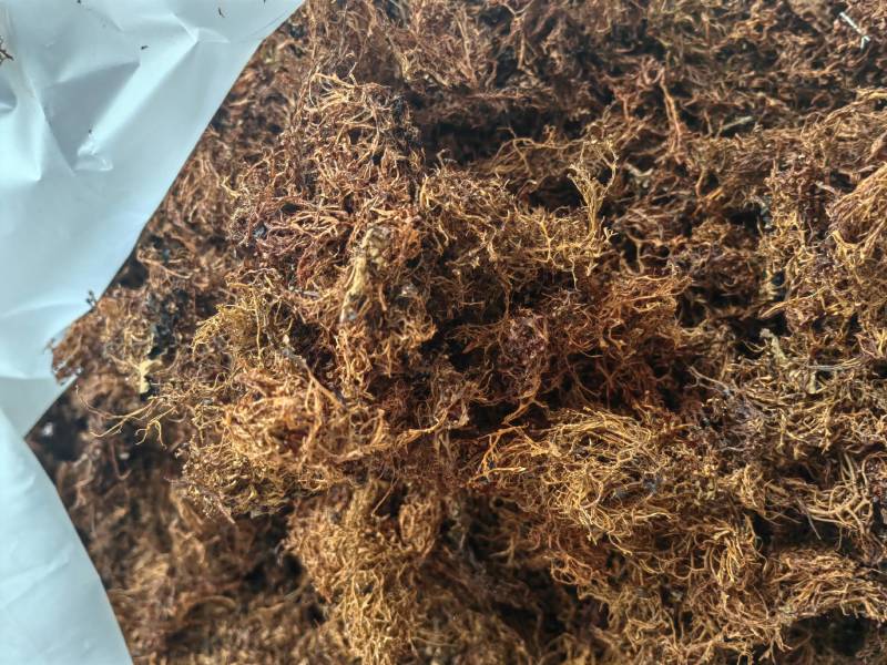 云南野生树花菜凉拌口感好