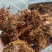 云南野生树花菜凉拌口感好