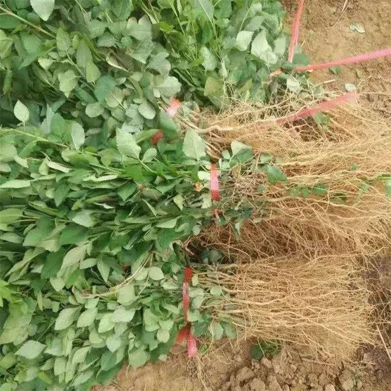 高产药用连翘苗高产3号连翘苗黄瓜条苗