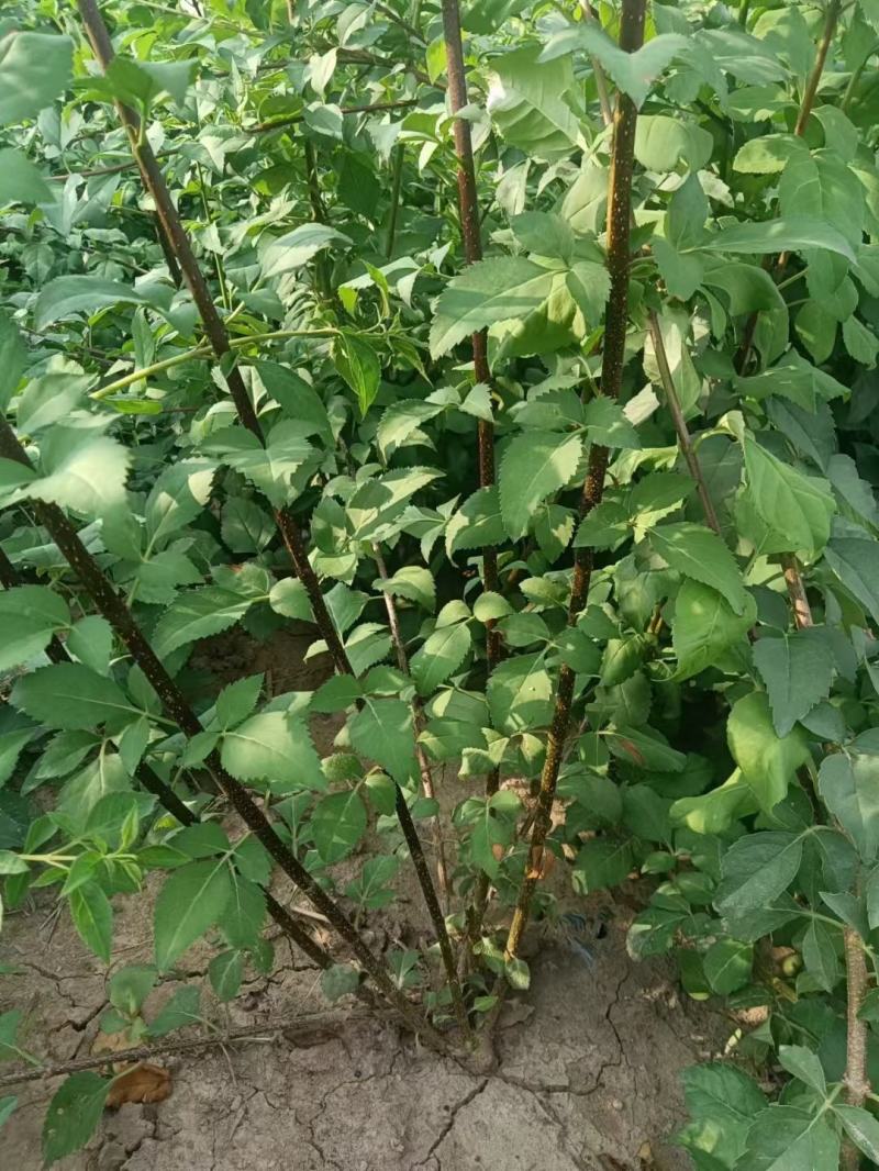 高产药用连翘苗高产3号连翘苗黄瓜条苗