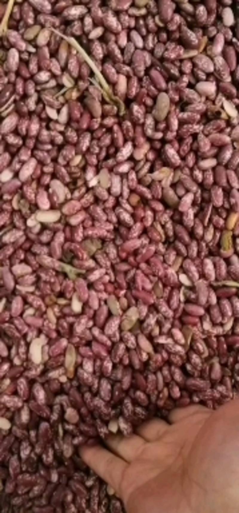 出售东北2022年新下来的饭豆品质保证，一级精选全国发货