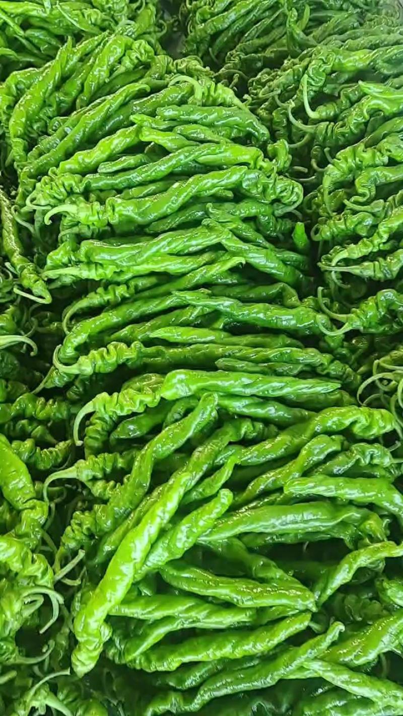 精品螺丝椒，山东费县秋延迟万亩螺丝椒，龙椒原产地