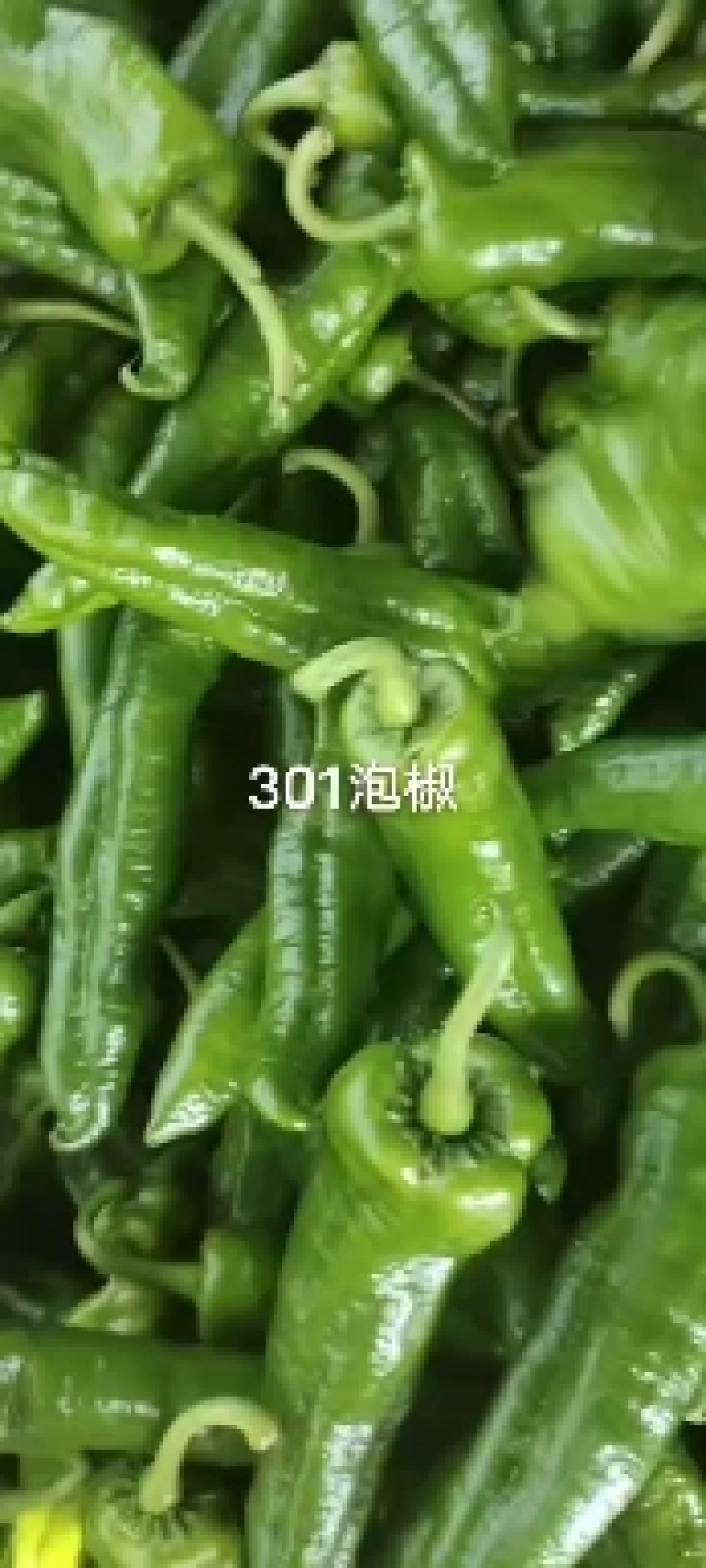 精品薄皮301泡椒大量上市中，货源充足，专业代，代发