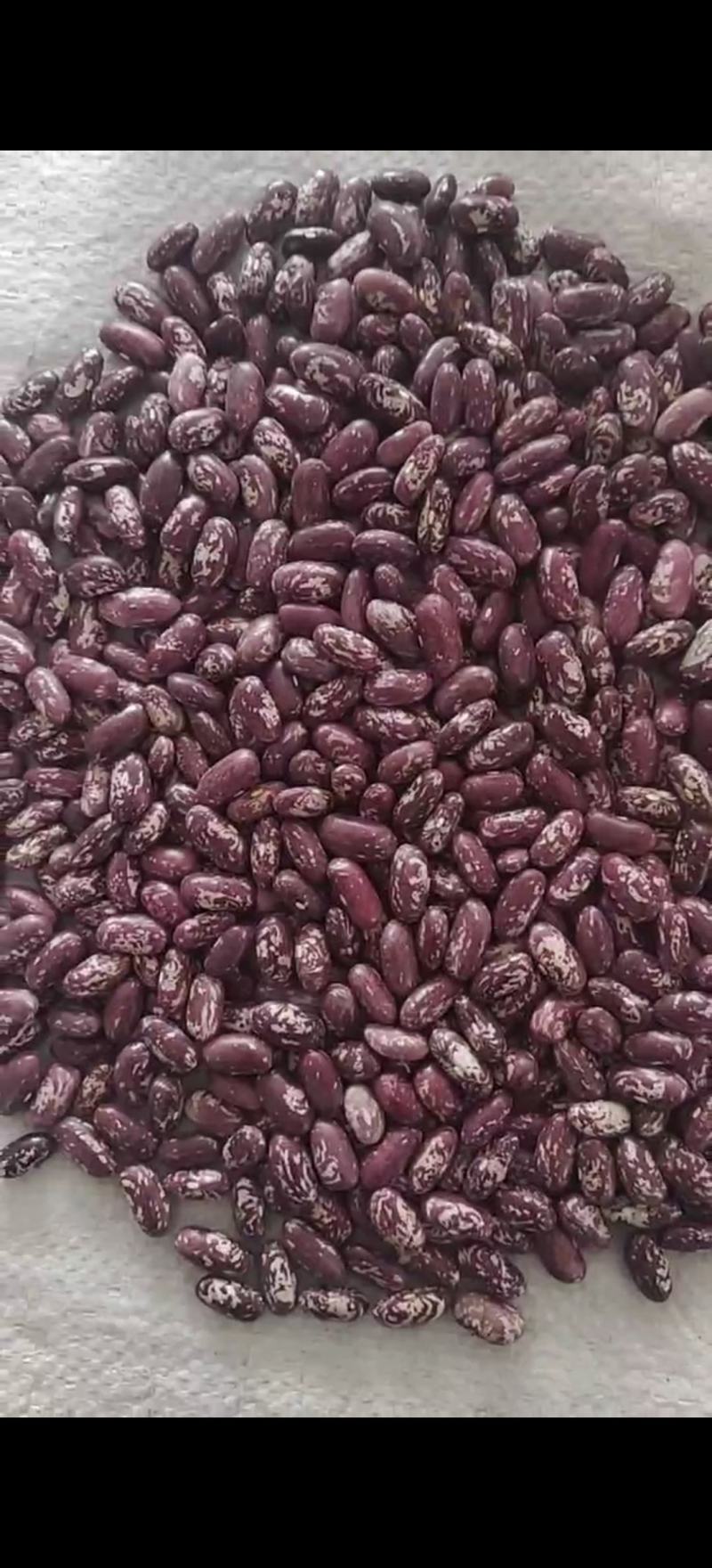 出售东北2022年新下来的饭豆品质保证，一级精选全国发货