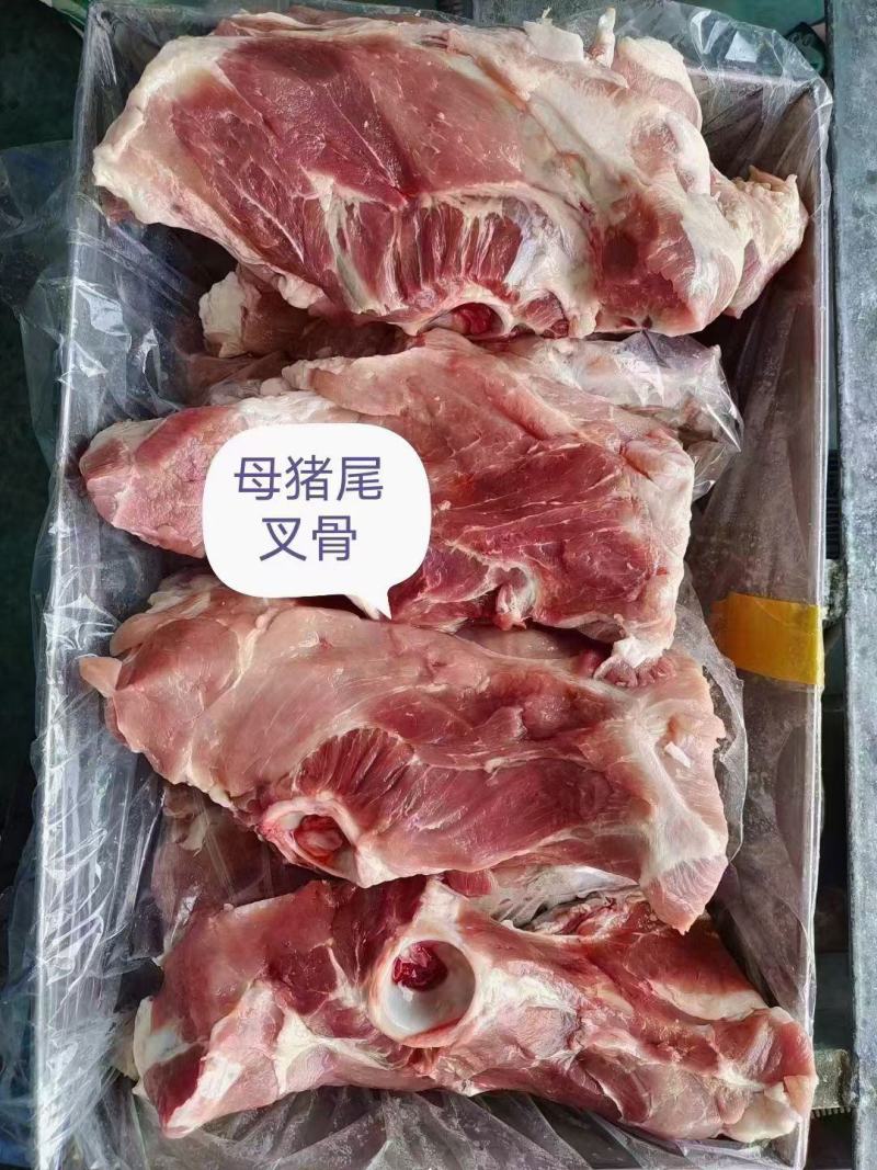 母猪尾叉骨