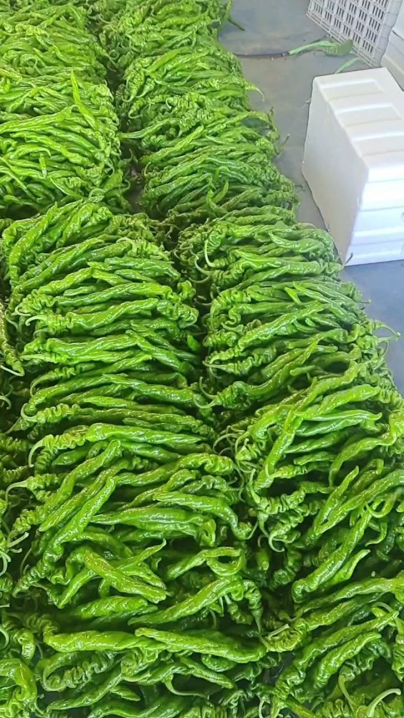 精品螺丝椒，山东费县秋延迟万亩螺丝椒，龙椒原产地