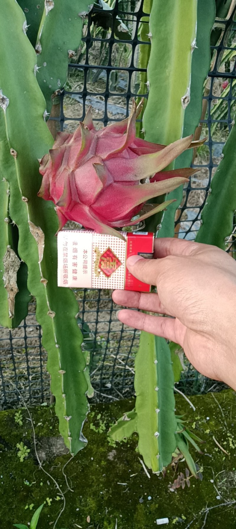 云南火龙果大红金都大量上市价格便宜选择性强大量上市