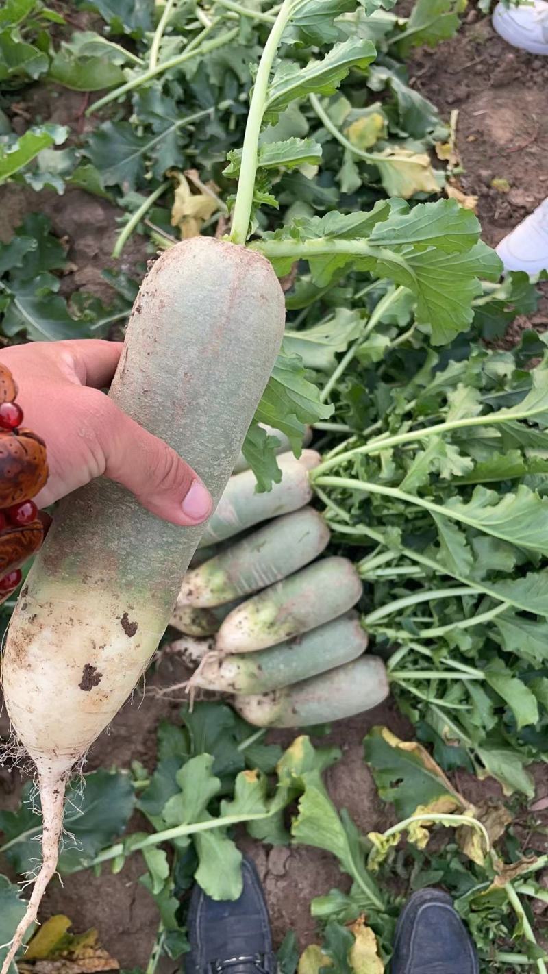 水果萝卜电商团购口感好脆甜货源充足个个茬口好