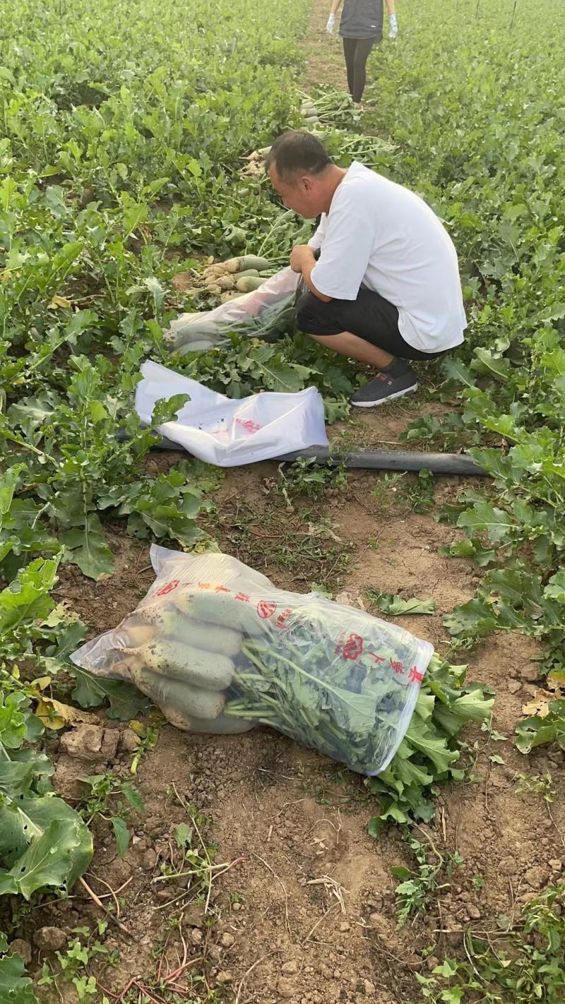 水果萝卜电商团购口感好脆甜货源充足个个茬口好