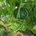 日本甜栗南瓜种子绿贝贝板栗南瓜种籽农户大棚露地用种蔬菜种