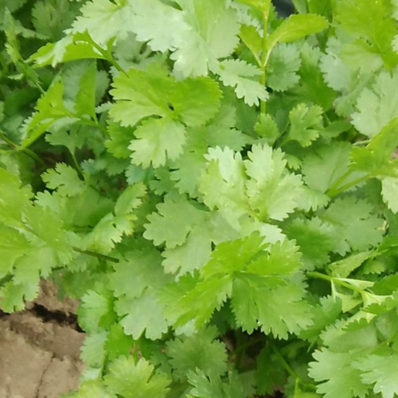 香菜